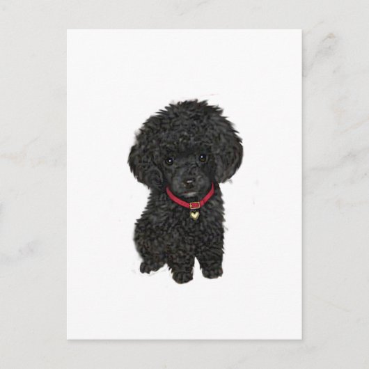 Carte Postale Poodle miniature ou jouet - Noir 1 (Devant)