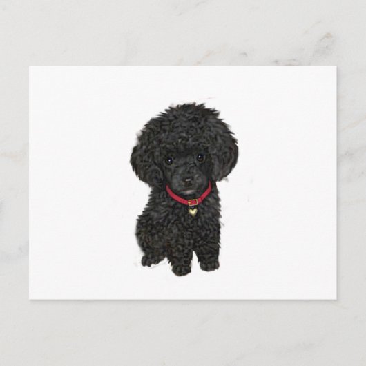Carte Postale Poodle miniature ou jouet - Noir 1 (Devant)