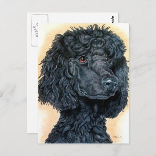 Carte Postale Poodle noir (Devant / Derrière)