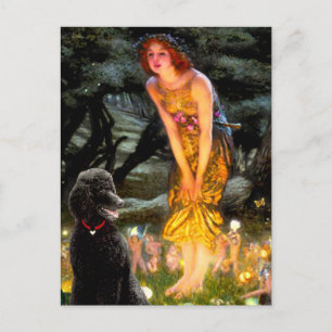 Carte Postale Poodle noir de série moyenne (T)