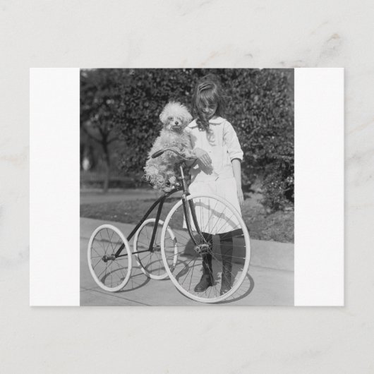 Carte Postale Poodle Perch, 1913 (Devant)