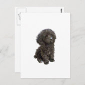 Carte Postale Poodle - petit jouet noir (Devant / Derrière)