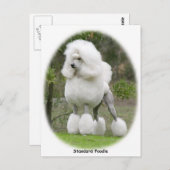 Carte Postale Poodle Standard 9Y199D-029 (Devant / Derrière)