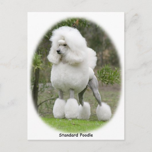 Carte Postale Poodle Standard 9Y199D-029 (Devant)