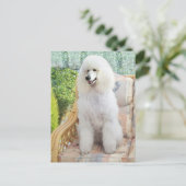 Carte Postale Poodle Standard Blanc (Debout devant)