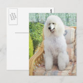 Carte Postale Poodle Standard Blanc (Devant / Derrière)
