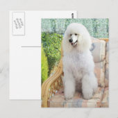 Carte Postale Poodle Standard Blanc (Devant / Derrière)