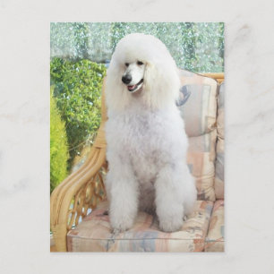 Carte Postale Poodle Standard Blanc