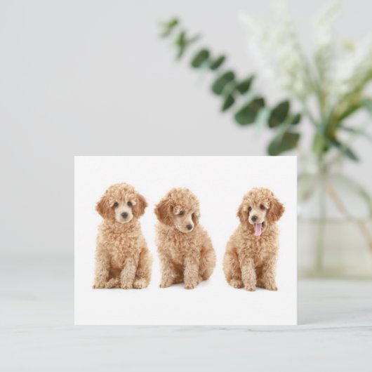 Carte Postale Poodles (Debout devant)