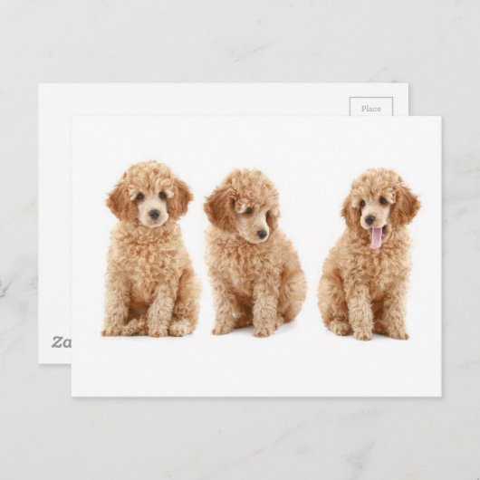 Carte Postale Poodles (Devant / Derrière)