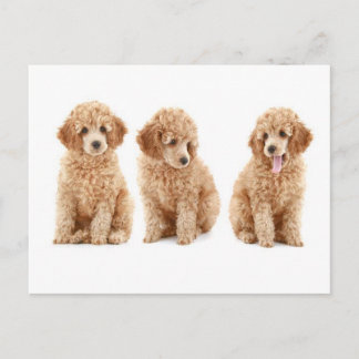 Carte Postale Poodles