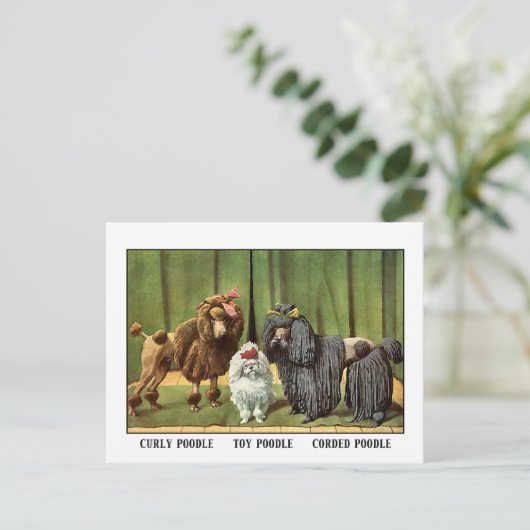 Carte Postale Poodles vintages (Debout devant)