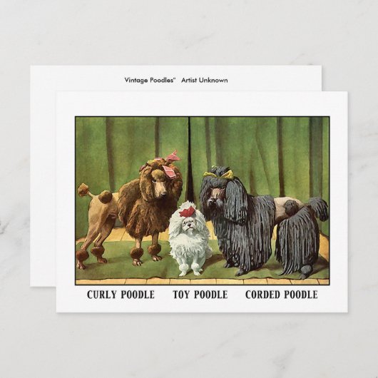 Carte Postale Poodles vintages (Devant / Derrière)