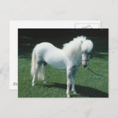 Carte Postale Poofy White Pony (Devant / Derrière)