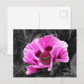 Carte Postale Pop couleur violet de fleur de sable (Devant / Derrière)