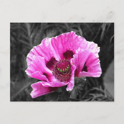 Carte Postale Pop couleur violet de fleur de sable (Devant)