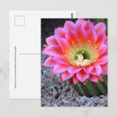 Carte Postale Pop de cactus rose (Devant / Derrière)