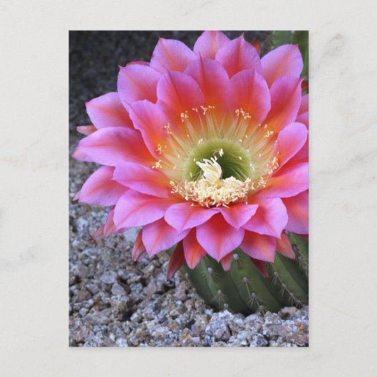 Carte Postale Pop de cactus rose (Devant)