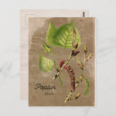 Carte postale Poplar Tree de style vintage (Devant / Derrière)