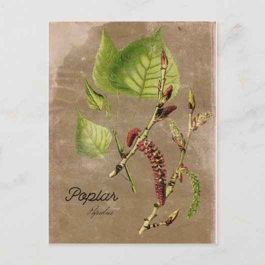 Carte postale Poplar Tree de style vintage (Devant)