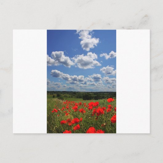 Carte Postale Poppies (Devant)
