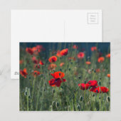 Carte Postale Poppies (Devant / Derrière)