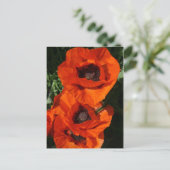 Carte Postale Poppies (Debout devant)