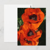 Carte Postale Poppies (Devant / Derrière)