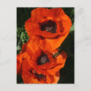 Carte Postale Poppies