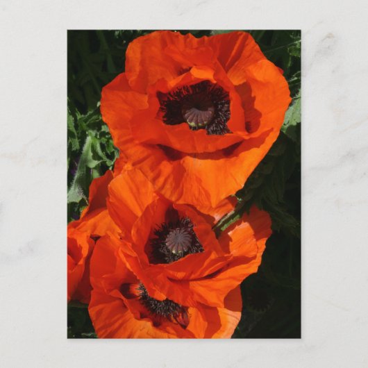 Carte Postale Poppies (Devant)