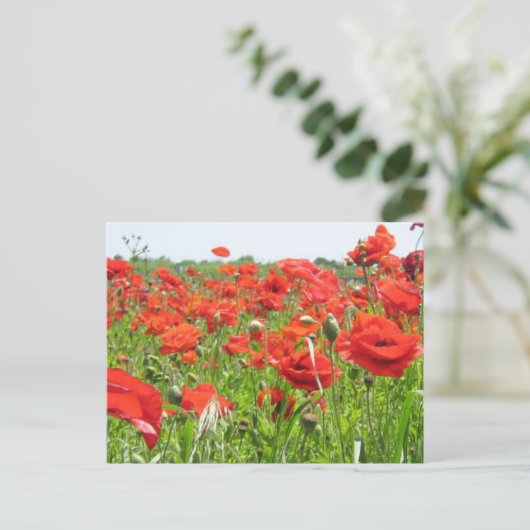 Carte Postale Poppies (Debout devant)