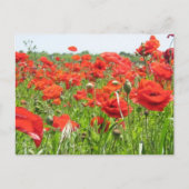 Carte Postale Poppies (Devant)
