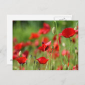 Carte Postale Poppies (Devant / Derrière)