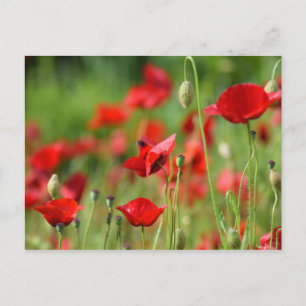 Carte Postale Poppies