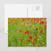 Carte Postale Poppies (Devant / Derrière)