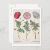Carte Postale Poppies : 1. Papaver multiplex albumoris rubicundi (Devant / Derrière)