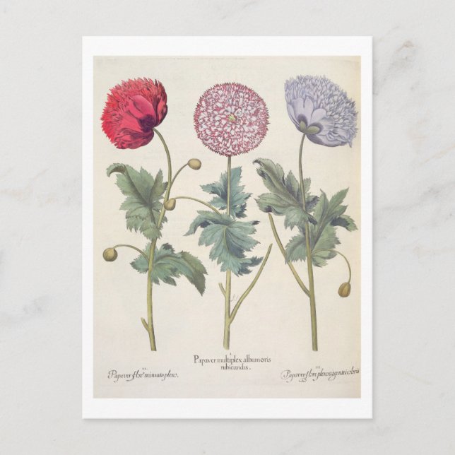 Carte Postale Poppies : 1. Papaver multiplex albumoris rubicundi (Devant)