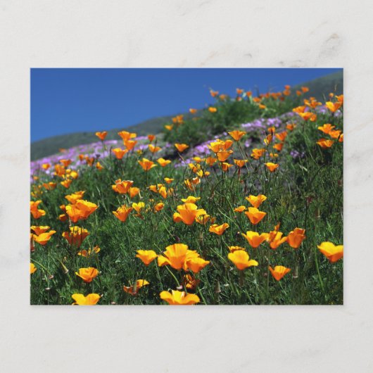Carte Postale Poppies de Californie (Devant)
