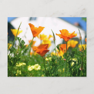 Carte Postale Poppies de Californie