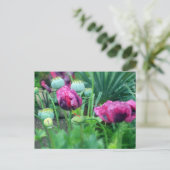 Carte Postale Poppies d'opium (Debout devant)