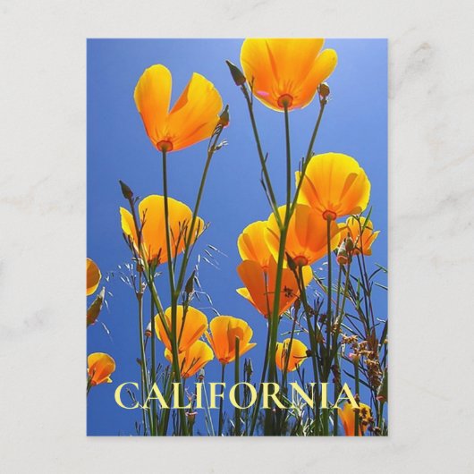 Carte Postale Poppies d'or de Californie contre Blue Sky (Devant)
