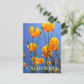 Carte Postale Poppies d'or de Californie contre Blue Sky (Debout devant)
