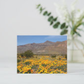 Carte Postale Poppies El Paso (Debout devant)