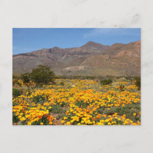 Carte Postale Poppies El Paso