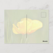 Carte Postale Poppies orange (Dos)