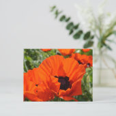 Carte Postale Poppies orientales (Papaver orientale) (Debout devant)