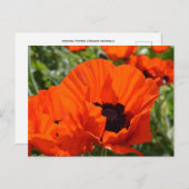 Carte Postale Poppies orientales (Papaver orientale) (Devant / Derrière)