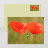 Carte Postale Poppies rouges (Devant / Derrière)