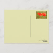 Carte Postale Poppies rouges (Dos)