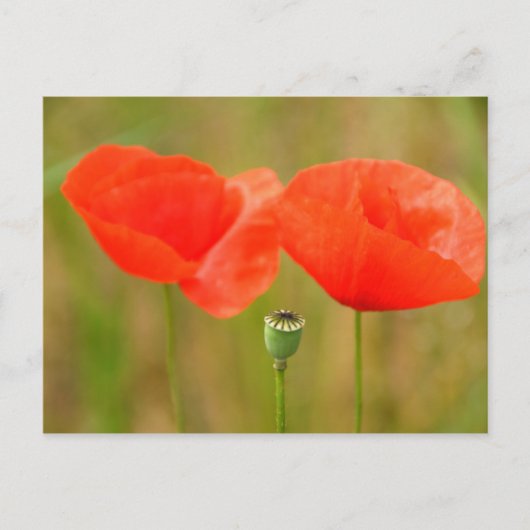 Carte Postale Poppies rouges (Devant)